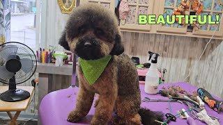 Fluffy head,Dog grooming, Bichon-Poodle mix