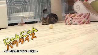 にゃんにゃんパラダイス ～にっぽんネコカフェ紀行～ 第156回/入間市・猫カフェ nikemin house