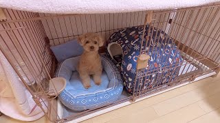 どうして犬とベッドで一緒に寝ないの？小屋にトイレはないの？についてお答えします。【トイプードル】