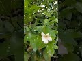 kaminiflower murrayam paniculata orange jasmine mygarden naturelovers sweetfragnanceflower