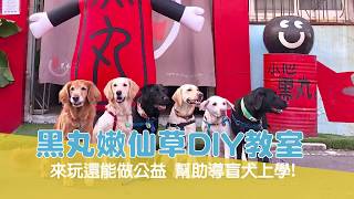 【公益教室】黑丸嫩仙草DIY教室! 來玩還能做公益 幫助導盲犬上學!