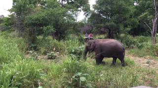 スリランカのサファリで象が出てくるところ