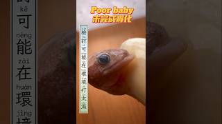 悲傷，我塞了太密，結果蛋下方反潮！ #青蛙爸爸 #孵化 #孵化失敗 #gecko #pet #寵物 #寶寶紀錄