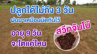 หญ้าสวีทจัมโบ้อายุ 9 วัน จะโตแค่ไหน อัตราการงอกเยอะไหม คลิปนี้มีคำตอบ