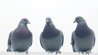 Pigeon Sound Effect - HD Quality by Just Sound Fx