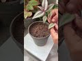 🌱how to propagate wandering jew plant🪴🥰 colorfulleaves homegarding ytshots viral_shorts