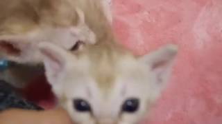 【アンファミリー】16/10/25桃ママの子猫、シンガプーラブリーダー