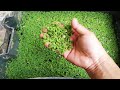 Best way to plant azolla | azolla Philippines