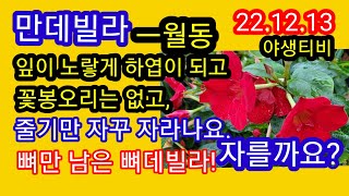 실내월동중인 만데빌라!언제쯤 꽃이 필까.하엽이 생기면?