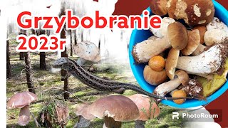 Całe wiadro prawdziwków i kozaków. Grzybobranie 2023r. #grzyby2023 #grzyby #grzybobranie