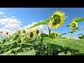 【4k映像】津南町／５０万本のひまわりが満開　夏の風景　ひまわりの海