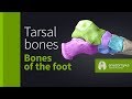 Tarsal bones (ossa tarsi) - Bones of the foot (Anatomyka app 3D model)