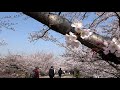 京都の桜　「蹴上インクライン」cherry blossoms of keage incline in kyoto