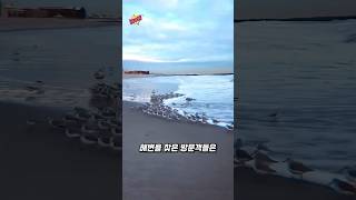 도요새의 신나는 먹이 사냥