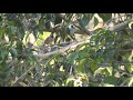 free royalty bird video finch burung emprit no copyright animal wildlife video