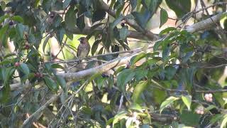 Free Royalty Bird Video Finch Burung Emprit No Copyright Animal Wildlife Video