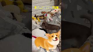 【犬の豆知識🐶🐾】犬が穴を掘る理由！！ #tiktok #犬 #豆知識