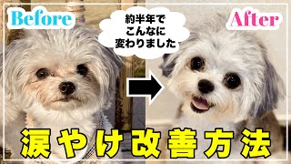 全て見せます！半年間悩み続けた子犬の涙やけを解消！！【マルプーとマルチワ】