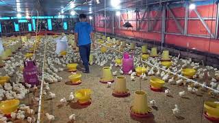 memberi pakan 12.000 ekor anak ayam #panenayambroiler #farming #chikenfarm #peternakayambroiler