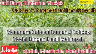 Budidaya Cabe Rawit Varietas 22 di Pekarangan Rumah | Modal Sedikit Hasilnya Mantullll.....