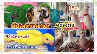 อัปเดตราคานก จตุจักร ลูกป้อนริงเน็คมาแล้ว กระจอกชวา 150 ร้านแน็ป จัดส่งได้ทั่วประเทศ