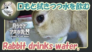 口もと拭きつつ水を飲む【ウサギのだいだい 】　2017年8月21日