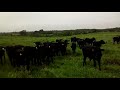 vendo 134 cabeças de gado angus