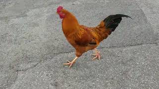 Iconic Red Junglefowl Roosters Very Boisterous in Parking Lot of Ace Hardware! Oviedo, Florida