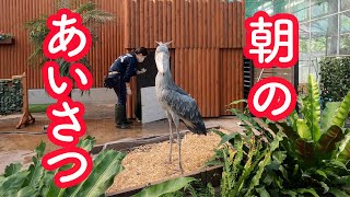 本日スタート!【秋のふたば2020】ふたばちゃん朝のあいさつしてくれるかな??【 Autumn Futaba】 1　Shoebill FUTABA 2020_96