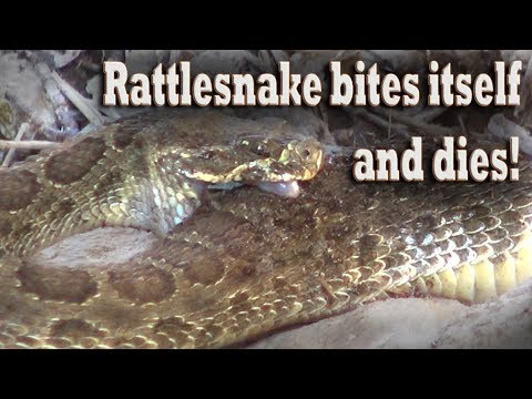 Rattlesnake Bites Itself And Dies! Snake Hunting For Poisonous Venomous ...