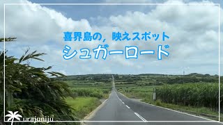 喜界島の【映えスポット】サトウキビ畑が続く，3.5キロの一本道‼️移住後，初ドライブ‼️