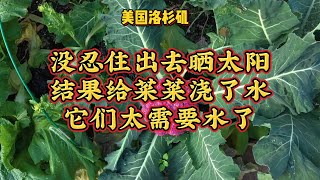 没忍住出去晒太阳，结果给菜菜浇了水，它们太需要水了，今天吃素 - 【lisavlog 游子记】2025 01 26