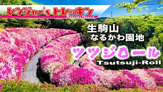 【生駒山 なるかわ園地 つつじ園】高さ6m超ダイナミックな、ツツジロール🌸