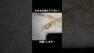 名古屋港でシーバス釣ってたら引っ掛かってきた　これなんでしょう？