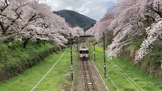 【山北・JR御殿場線・桜】