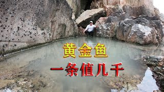 秘密基地水坑躲藏“黄金鱼”，一条居然值几千，肉质肥美超一流