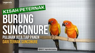 Kisah Sukses Ternak Sunconure, Dapat Puluhan Juta dari Fajaresa Bird Farm #sunconure #freeflybird