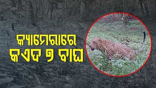 Dhenkanal Forest Department Traces Presence Of 7 Leopards