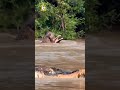 jaguar vs crocodile momen ketika jaguar menangkap buaya animals shorts