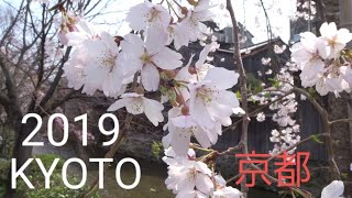 2019 京都の桜 開花状況 春の花見を楽しむ外国人観光客 嵐電 鳴滝→宇多野Kyoto cherry tree flowering situation