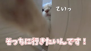 【ミヌエット】飼い主について行きたい子猫が必死過ぎる！