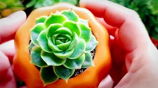 Nhìn lại một năm trồng sen đá |Looking back at a year of growing succulents 2023