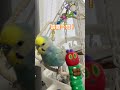 雷の呼吸を使うセキセイインコむぎちゃん セキセイインコ　 shorts 鬼滅の刃