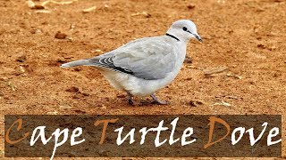 Ring-necked Dove - Cape Turtle Dove (Streptopelia capicola) Bird Call Video | Stories Of The Kruger