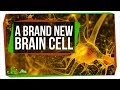 A Brand New Type of Brain Cell | SciShow News