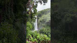 Soaking in the beauty of Maui #hawaii #maui #travel #naturelovers #2025