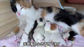 我第一次接生啊啊啊！！ #猫生产  #奶猫 #猫生崽 #流浪猫救助 #猫妈妈与猫宝宝 #流浪猫领养