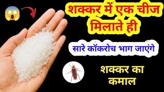 न केमिकल न कीटनाशक घर की एक चीज से भाग जाएंगे सारे कॉकरोच😱kitchen tips /cockroach ko kaise bhagaye