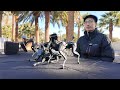 Hengbot Sirius robot dog demo: autonomous mode, camera vision, joystick teleop