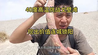 40度高温挑战戈壁滩生存，还好，今天挖到了一根锁阳